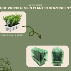 LA GREEN TOUCH - Ilex crenata 'jenny' - lot de 72