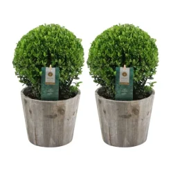 LA GREEN TOUCH - Ilex crenata 'jenny' et leur pot x 2
