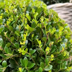 LA GREEN TOUCH - Ilex crenata 'jenny' et leur pot x 2