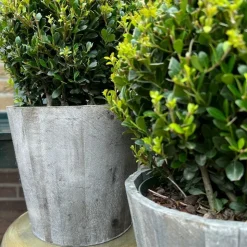 LA GREEN TOUCH - Ilex crenata 'jenny' et leur pot x 2