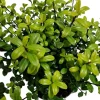 LA GREEN TOUCH - Ilex crenata 'jenny' - lot de 6