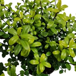LA GREEN TOUCH - Ilex crenata 'jenny' - lot de 6