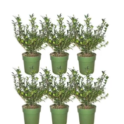 LA GREEN TOUCH - Ilex crenata 'jenny' - lot de 6