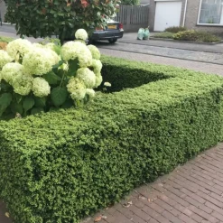 LA GREEN TOUCH - Ilex crenata 'jenny' - lot de 6