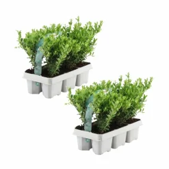 LA GREEN TOUCH - Ilex crenata 'jenny' x 12