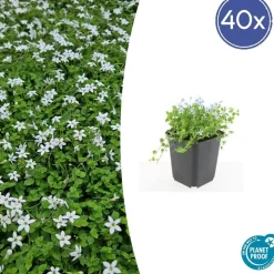 LA GREEN TOUCH - Isotoma fluviatilis 'alba' x40 – entre 2,5 et 3,33m2