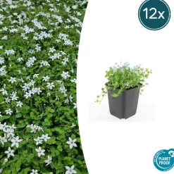 LA GREEN TOUCH - Isotoma fluviatilis 'alba' x12 – entre 0,75 et 1m2