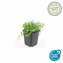 LA GREEN TOUCH - Isotoma fluviatilis 'alba' x12 – entre 0,75 et 1m2