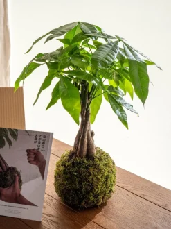 LA GREEN TOUCH - Kit kokedama - pachira