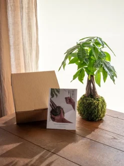 LA GREEN TOUCH - Kit kokedama - pachira
