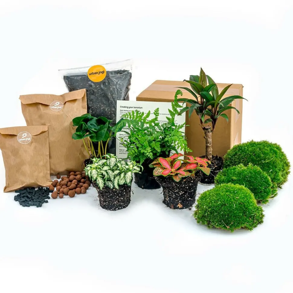 LA GREEN TOUCH - Kit rempotage plantes pour terrarium 5 plantes : caféier + fougère + dracaena + 2 fittonia -