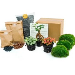LA GREEN TOUCH - Kit rempotage plantes pour terrarium 3 plantes : ficus + 2 fittonia -