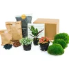 LA GREEN TOUCH - Kit rempotage plantes pour terrarium 3 plantes : calathéa + 2 fittonia -