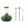LA GREEN TOUCH - Kit terrarium diy - samos sans led calathea + fittonia rouge et verte - pelle + rateau + pince