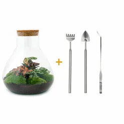 LA GREEN TOUCH - Kit terrarium diy - samos sans led calathea + fittonia rouge et verte - pelle + rateau + pince