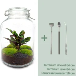 LA GREEN TOUCH - Kit terrarium diy - oslo calathéa leopardina - rateau + pelle + pince