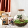LA GREEN TOUCH - Kit terrarium diy - baobab ficus + 2 fittonia - rateau + pelle + pince + ciseaux