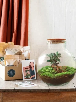 LA GREEN TOUCH - Kit terrarium diy - baobab ficus + 2 fittonia - rateau + pelle + pince + ciseaux