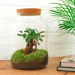 LA GREEN TOUCH - Kit terrarium diy - mila sans led ficus - sans outil