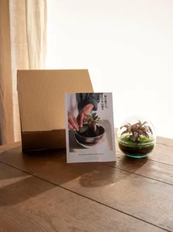 LA GREEN TOUCH - Kit terrarium diy - bohol