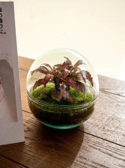 LA GREEN TOUCH - Kit terrarium diy - bohol