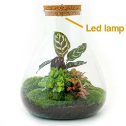 LA GREEN TOUCH - Kit terrarium diy - samos avec led calathea + fittonia rouge et verte - sans outil
