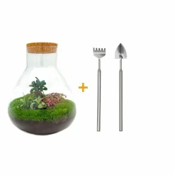 LA GREEN TOUCH - Kit terrarium diy - samos sans led ficus + fittonia rouge et verte - rateau + pelle