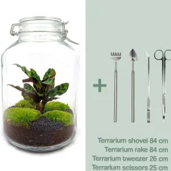 LA GREEN TOUCH - Kit terrarium diy - oslo calathéa leopardina - rateau + pelle + pince + ciseaux