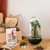 LA GREEN TOUCH - Kit terrarium diy - alba ficus -
