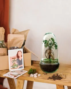 LA GREEN TOUCH - Kit terrarium diy - alba ficus -