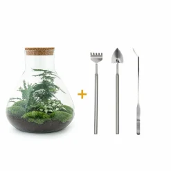 LA GREEN TOUCH - Kit terrarium diy - samos sans led asparagus + fittonia + lierre - pelle + rateau + pince