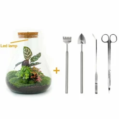 LA GREEN TOUCH - Kit terrarium diy - samos avec led calathea + fittonia rouge et verte - pelle + rateau + pince + ciseau