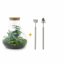 LA GREEN TOUCH - Kit terrarium diy - samos sans led asparagus + fittonia + lierre - pelle + rateau