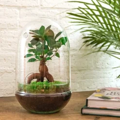 LA GREEN TOUCH - Kit terrarium diy - paris ficus -