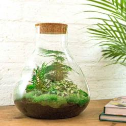 LA GREEN TOUCH - Kit terrarium diy - samos sans led asparagus + fittonia + lierre - sans outil