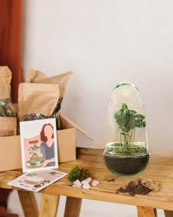 LA GREEN TOUCH - Kit terrarium diy - alba caféier -