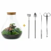 LA GREEN TOUCH - Kit terrarium diy - samos sans led calathea + fittonia rouge et verte - pelle + rateau + pince + ciseau
