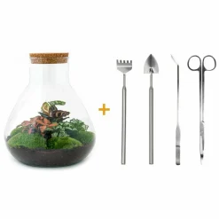 LA GREEN TOUCH - Kit terrarium diy - samos sans led calathea + fittonia rouge et verte - pelle + rateau + pince + ciseau