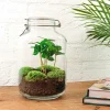 LA GREEN TOUCH - Kit terrarium diy - oslo caféier - sans outil