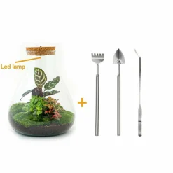LA GREEN TOUCH - Kit terrarium diy - samos avec led calathea + fittonia rouge et verte - pelle + rateau + pince