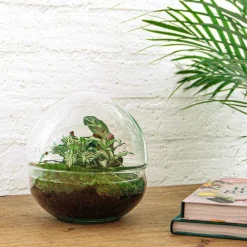 LA GREEN TOUCH - Kit terrarium diy - dome calathea/fittonia verte - sans outil