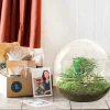 LA GREEN TOUCH - Kit terrarium diy - dome xl asparagus + lierre + fittonia - rateau + pelle + pince + ciseaux