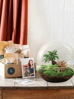 LA GREEN TOUCH - Kit terrarium diy - dome xl ficus + 2 fittonia - rateau + pelle + pince