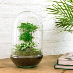 LA GREEN TOUCH - Kit terrarium diy - paris asparagus -