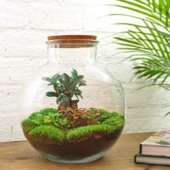 LA GREEN TOUCH - Kit terrarium diy - baobab calathea + asparagus + fittonia - rateau + pelle + pince + ciseaux
