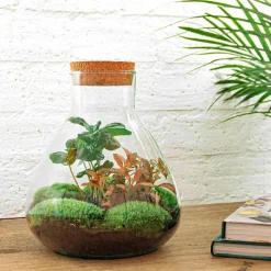 LA GREEN TOUCH - Kit terrarium diy - sama caféier + fittonia rouge - sans outil