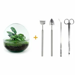 LA GREEN TOUCH - Kit terrarium diy - dome calathea/fittonia verte - rateau + pelle + pince + ciseaux
