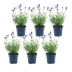 LA GREEN TOUCH - Lavande angustifolia felice® lot de 6 - 12 cm - plante fleurie extérieur