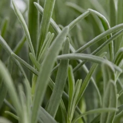 LA GREEN TOUCH - Lavande angustifolia - 8 packs de 6