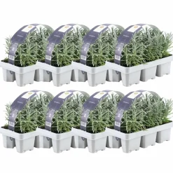LA GREEN TOUCH - Lavande angustifolia - 8 packs de 6
